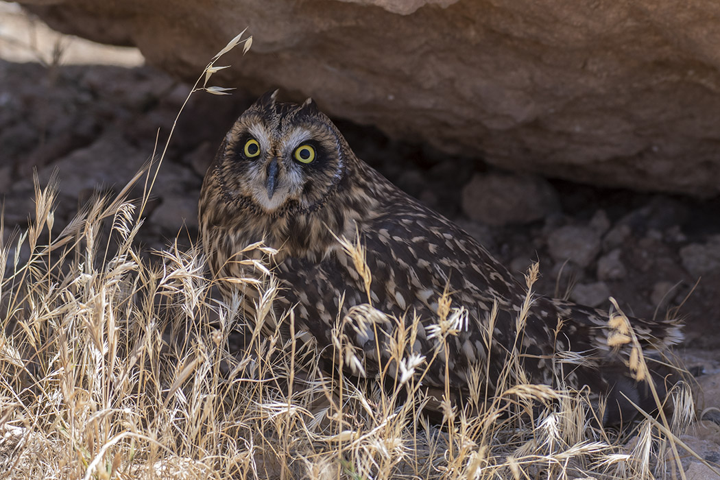Short-eared Owl